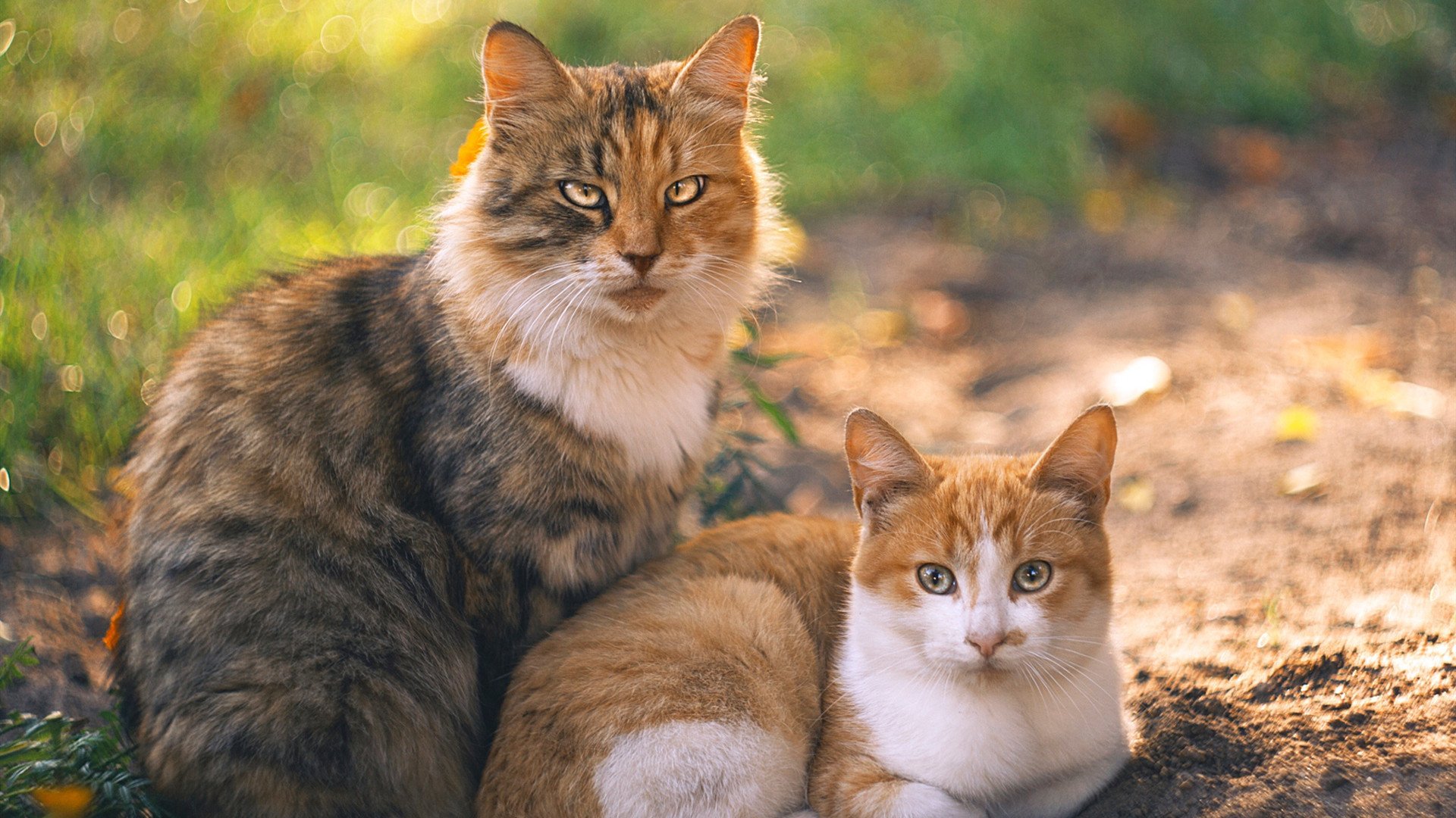 米切尔化身风城封印者，狂轰42+8+6，公牛主场力克步行者